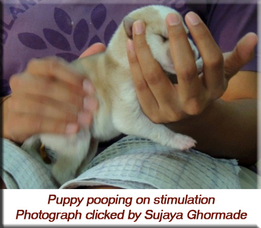 Devna Arora - Puppy pooping on stimulation